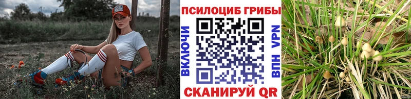 Псилоцибиновые грибы Magic Shrooms  Купить где  Димитровград 